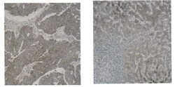 MilliporeSigma CYP51A1, Mouse, Unlabeled, Clone: N6-P2H5 G8, 200&mu;L;